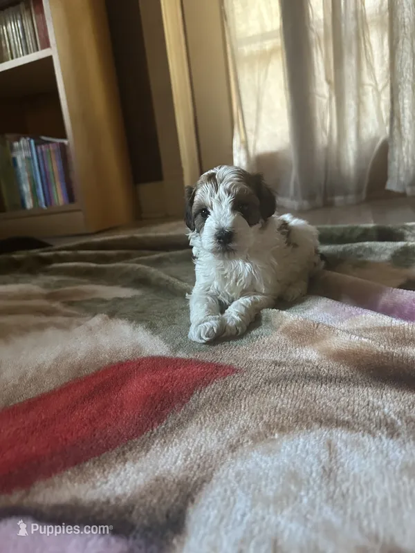 River – Miniature Goldendoodle puppy for sale in Hickory, NC