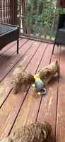 Ashton , a female Miniature Goldendoodle for sale in Hickory, NC – 2 of 3