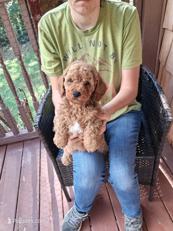 Ashton , a male Miniature Goldendoodle for sale in Hickory, NC – 1 of 3