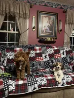 Chief , a female Miniature Goldendoodle for sale in Hickory, NC – 5 of 5