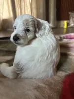 Silas, a male Miniature Goldendoodle for sale in Hickory, NC – 2 of 6