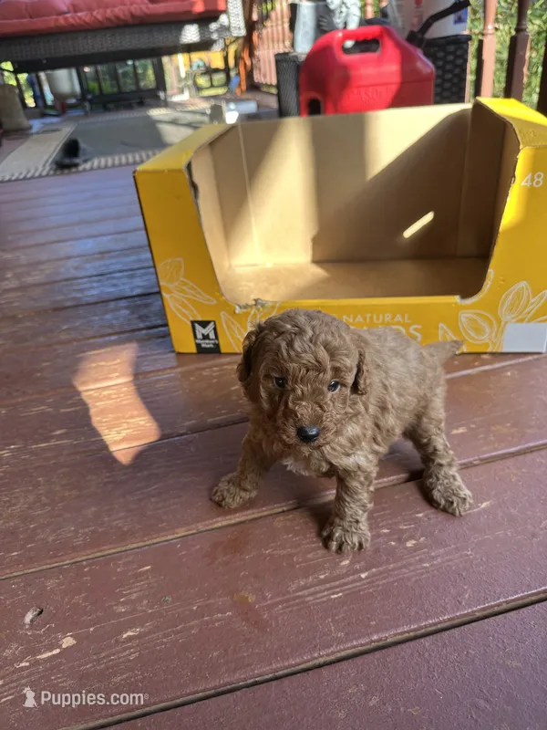 Ashlee  – Miniature Goldendoodle puppy for sale in Hickory, NC