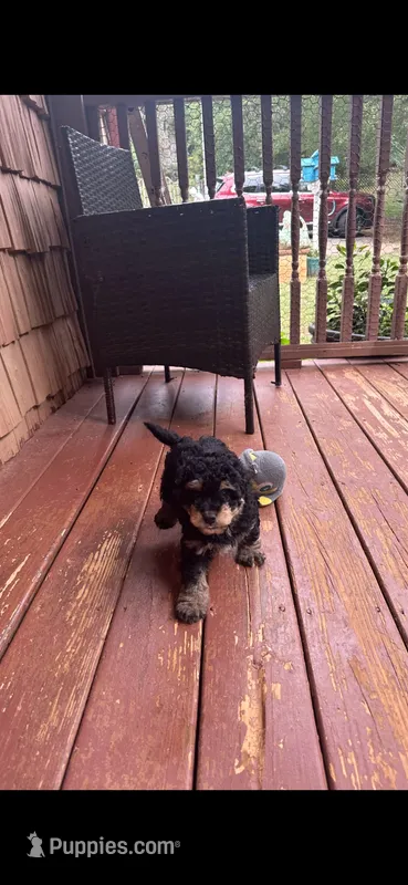 Chief  – Miniature Goldendoodle puppy for sale in Hickory, NC