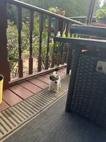 River, a male Miniature Goldendoodle for sale in Hickory, NC – 1 of 2