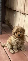 Ashton , a male Miniature Goldendoodle for sale in Hickory, NC – 2 of 4