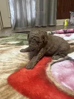 Rusty, a male Miniature Goldendoodle for sale in Hickory, NC – 3 of 4