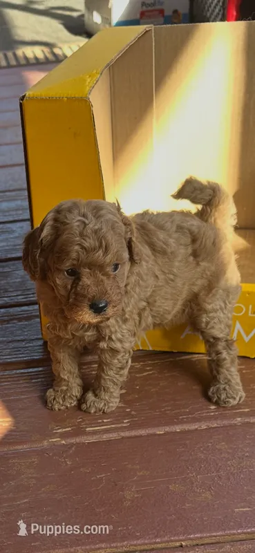 Rusty – Miniature Goldendoodle puppy for sale in Hickory, NC