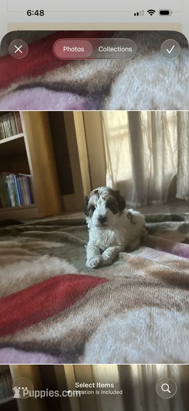 River – Miniature Goldendoodle puppy for sale in Hickory, NC