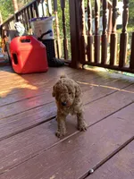 Rusty, a male Miniature Goldendoodle for sale in Hickory, NC – 2 of 2