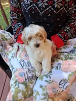 Pippa , a female Miniature Goldendoodle for sale in Hickory, NC – 2 of 5