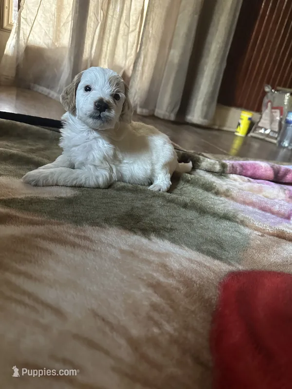 Silas  – Miniature Goldendoodle puppy for sale in Hickory, NC
