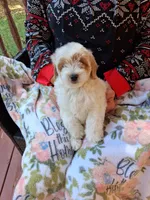 Pippa , a female Miniature Goldendoodle for sale in Hickory, NC – 1 of 5