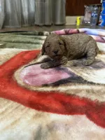 Ashlee, a female Miniature Goldendoodle for sale in Hickory, NC – 3 of 5