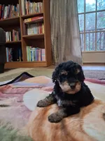 Chief , a male Miniature Goldendoodle for sale in Hickory, NC – 3 of 4