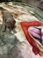 Rocky, a male Miniature Goldendoodle for sale in Hickory, NC – 2 of 4