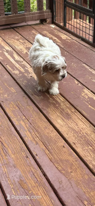 Silas  – Miniature Goldendoodle puppy for sale in Hickory, NC