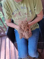 Ashton , a male Miniature Goldendoodle for sale in Hickory, NC – 4 of 4