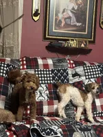 River, a female Miniature Goldendoodle for sale in Hickory, NC – 6 of 6