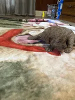 Ashlee, a female Miniature Goldendoodle for sale in Hickory, NC – 2 of 5