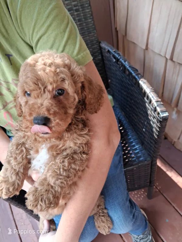 Rusty – Miniature Goldendoodle puppy for sale in Hickory, NC