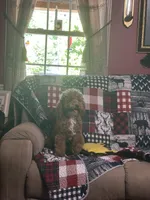 Ashton, a male Miniature Goldendoodle for sale in Hickory, NC – 4 of 5