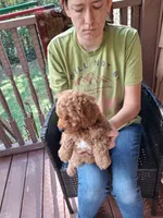 Ashton , a male Miniature Goldendoodle for sale in Hickory, NC – 2 of 3