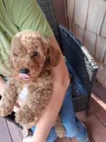 Ashlee , a female Miniature Goldendoodle for sale in Hickory, NC – 3 of 3