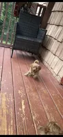Ashlee , a female Miniature Goldendoodle for sale in Hickory, NC – 3 of 3