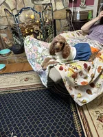 Ashlee, a female Miniature Goldendoodle for sale in Hickory, NC – 4 of 5