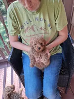 Ashton , a male Miniature Goldendoodle for sale in Hickory, NC – 3 of 4