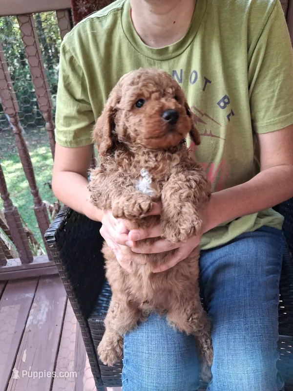 Ashton  – Miniature Goldendoodle puppy for sale in Hickory, NC