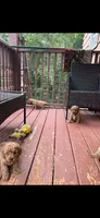 Ashlee , a female Miniature Goldendoodle for sale in Hickory, NC – 2 of 3