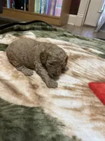 Rocky, a male Miniature Goldendoodle for sale in Hickory, NC – 4 of 4