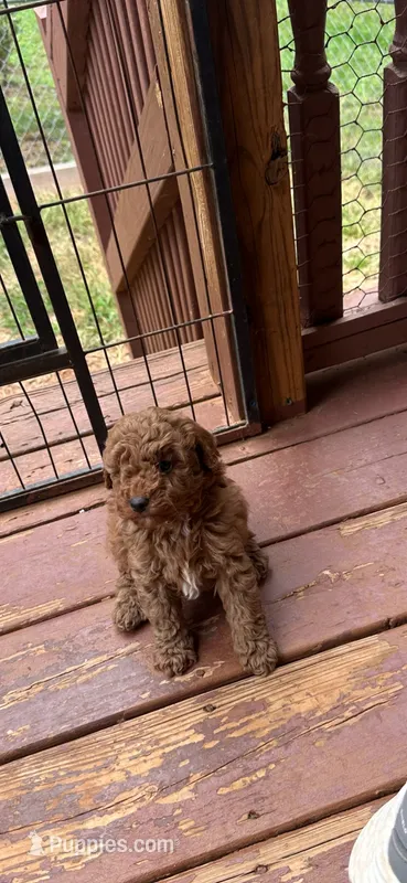 Ashton  – Miniature Goldendoodle puppy for sale in Hickory, NC