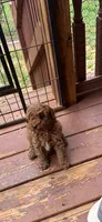 Ashton , a female Miniature Goldendoodle for sale in Hickory, NC – 1 of 3