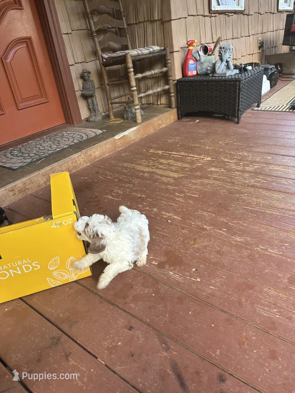 Aaron – Miniature Goldendoodle puppy for sale in Hickory, NC