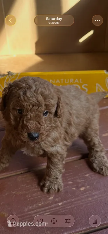 Ashlee  – Miniature Goldendoodle puppy for sale in Hickory, NC