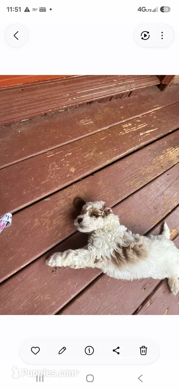 Aaron  – Miniature Goldendoodle puppy for sale in Hickory, NC