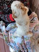 Aaron , a male Miniature Goldendoodle for sale in Hickory, NC – 3 of 3