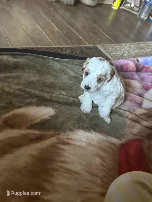 Aaron – Miniature Goldendoodle puppy for sale in Hickory, NC