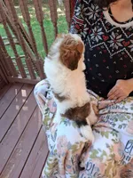 River, a male Miniature Goldendoodle for sale in Hickory, NC – 3 of 3