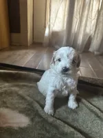 Silas, a male Miniature Goldendoodle for sale in Hickory, NC – 5 of 6