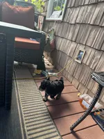 Chief , a male Miniature Goldendoodle for sale in Hickory, NC – 2 of 3