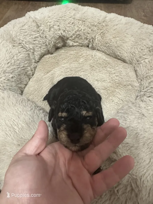 Chief  – Miniature Goldendoodle puppy for sale in Hickory, NC
