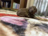 Rusty, a male Miniature Goldendoodle for sale in Hickory, NC – 2 of 4