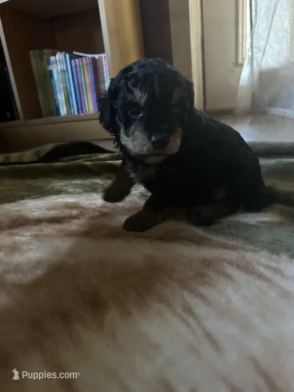 Chief  – Miniature Goldendoodle puppy for sale in Hickory, NC