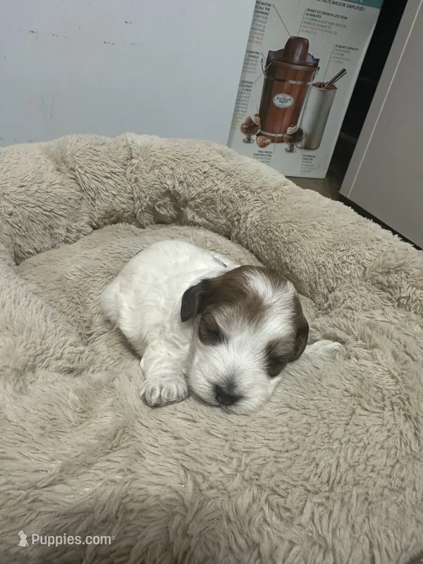 River – Miniature Goldendoodle puppy for sale in Hickory, NC