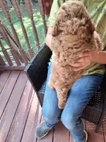 Ashton , a male Miniature Goldendoodle for sale in Hickory, NC – 3 of 3