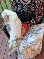 Pippa , a female Miniature Goldendoodle for sale in Hickory, NC – 3 of 3