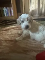 Pippa, a female Miniature Goldendoodle for sale in Hickory, NC – 2 of 4